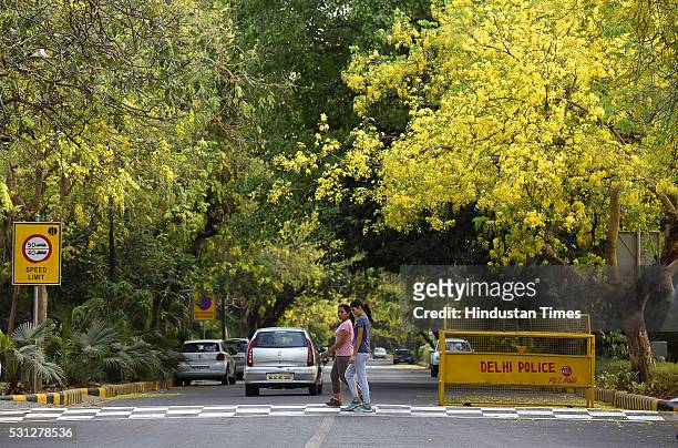 Amaltas, also known as the golden shower trees, seen in full bloom on May 10, 2016 in New Delhi, India.