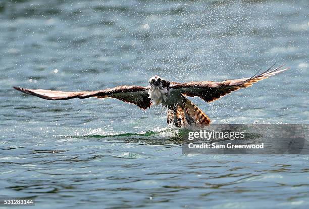 An osprey dives into a pond on the 18th hole during the second round of THE PLAYERS Championship at the Stadium course at TPC Sawgrass on May 13,...