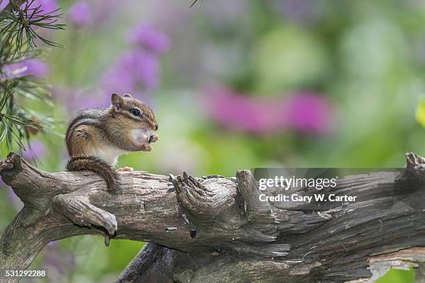 chipmunk eating seed on log. flowers behind. - chipmunk stock pictures, royalty-free photos & images