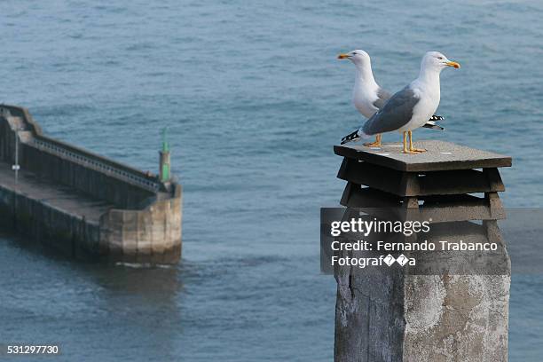 two seagulls perched on a chimney - lastres village in asturias - fotografias e filmes do acervo
