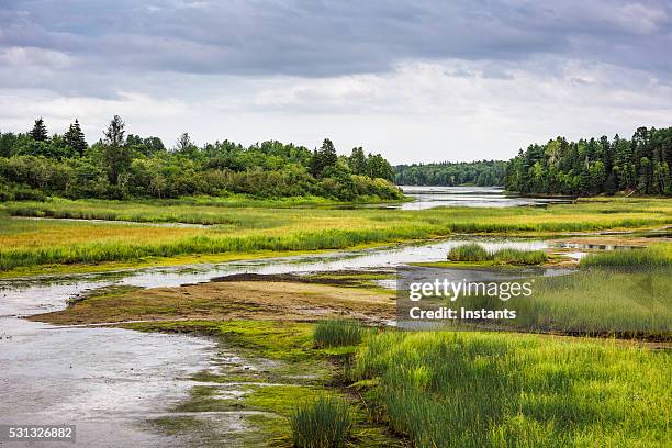 kouchibouguac national park wetland - moeras stockfoto's en -beelden