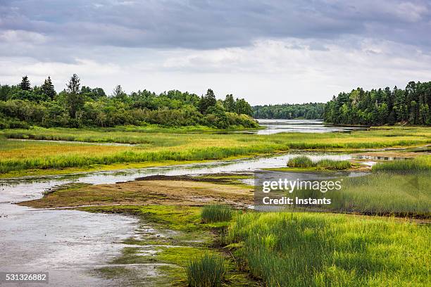 kouchibouguac national park wetland - veenmoeras stockfoto's en -beelden