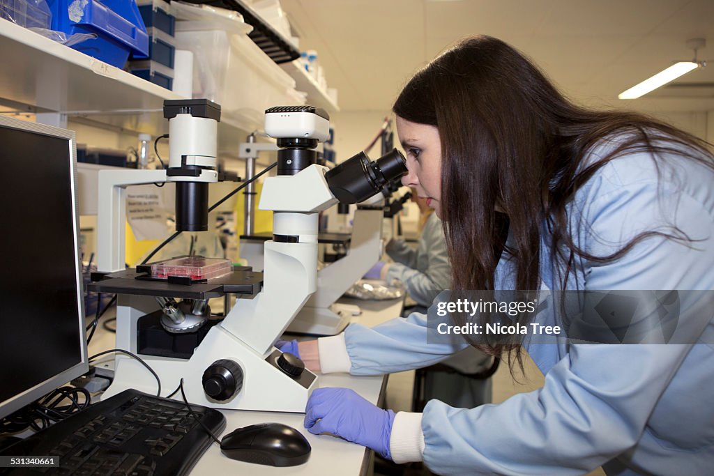 Women Scientist viewing cell culture in microscope