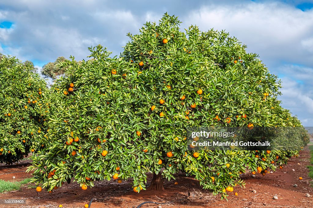 Orange plantation near Griffith