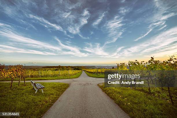 vineyards and sky - dwarsweg stockfoto's en -beelden