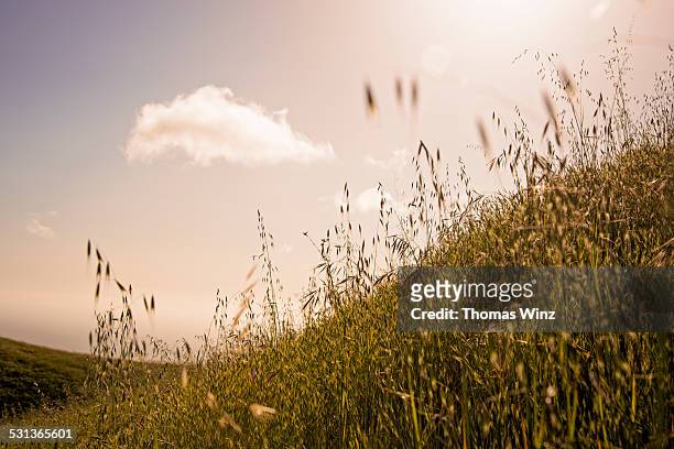 grass and bright sun - timothy grass stock pictures, royalty-free photos & images