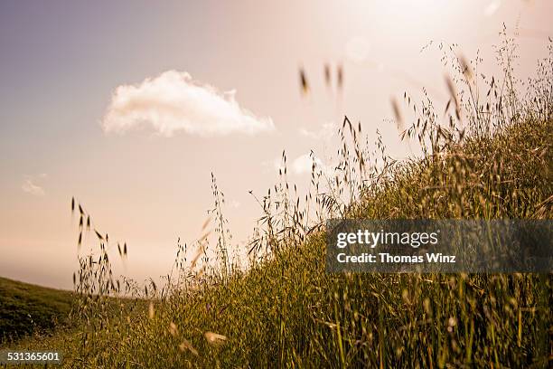 grass and bright sun - long grass bildbanksfoton och bilder