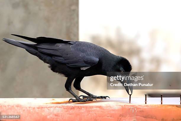 jungle crow and nail - crows using tools stock pictures, royalty-free photos & images