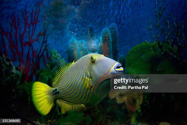 queen triggerfish (balistes vetula) - trigger fish stock pictures, royalty-free photos & images