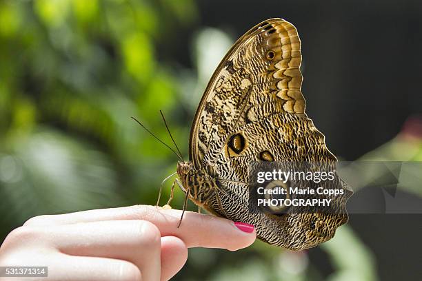 the butterfly farm, saint martin - marie copps bildbanksfoton och bilder