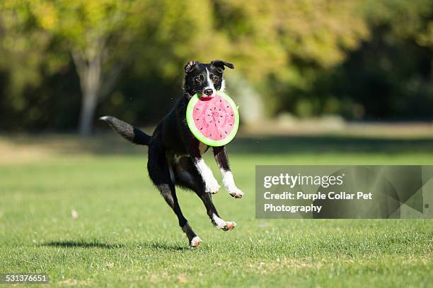 Border Collie Catching Orange Frisbee Patch – 2.5" X 3.375", Iron-On Embroidered