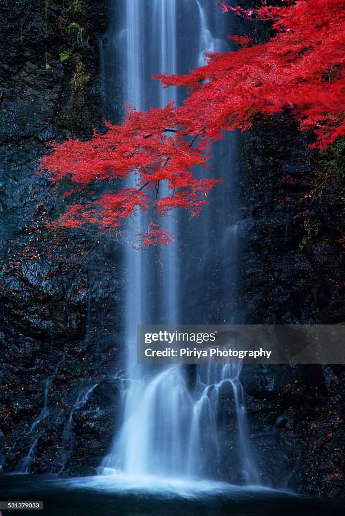 Red maple at Minoo Waterfall