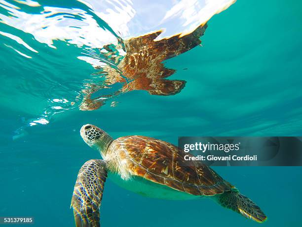 turtle - barbados stock-fotos und bilder