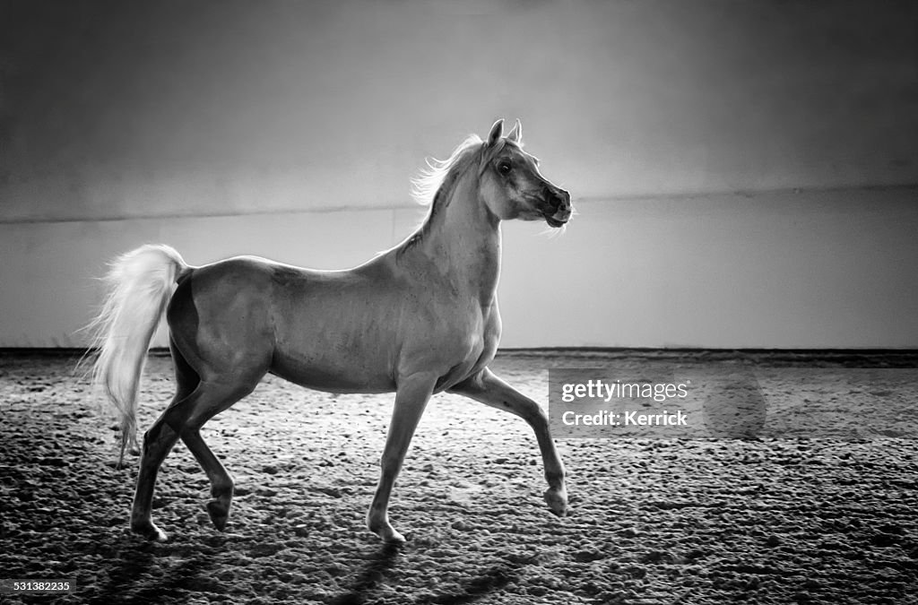Galloping アラビア馬スタリオンに輝く光