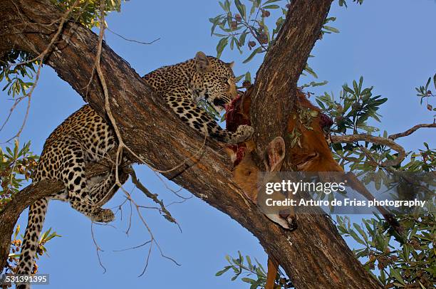 leopard feeding on impala up a tree - londolozi private game reserve stockfoto's en -beelden