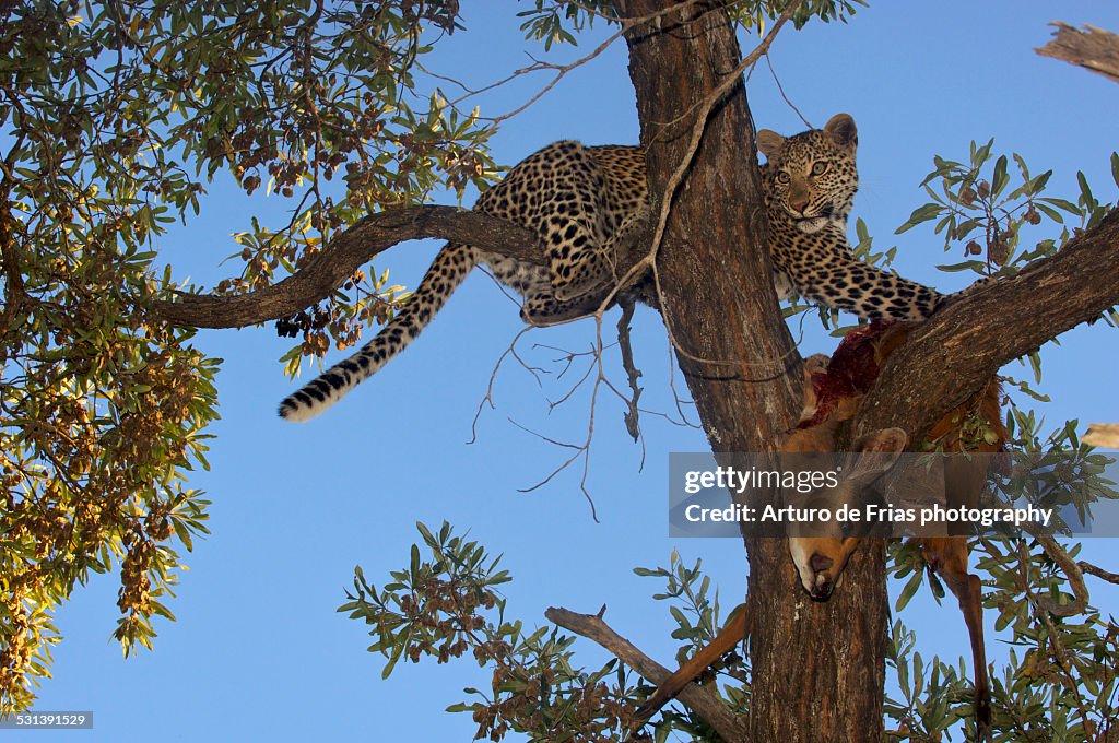 Leopard feeding on impala kill high up a tree