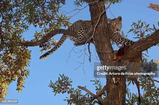 leopard feeding on impala kill high up a tree - londolozi private game reserve stockfoto's en -beelden
