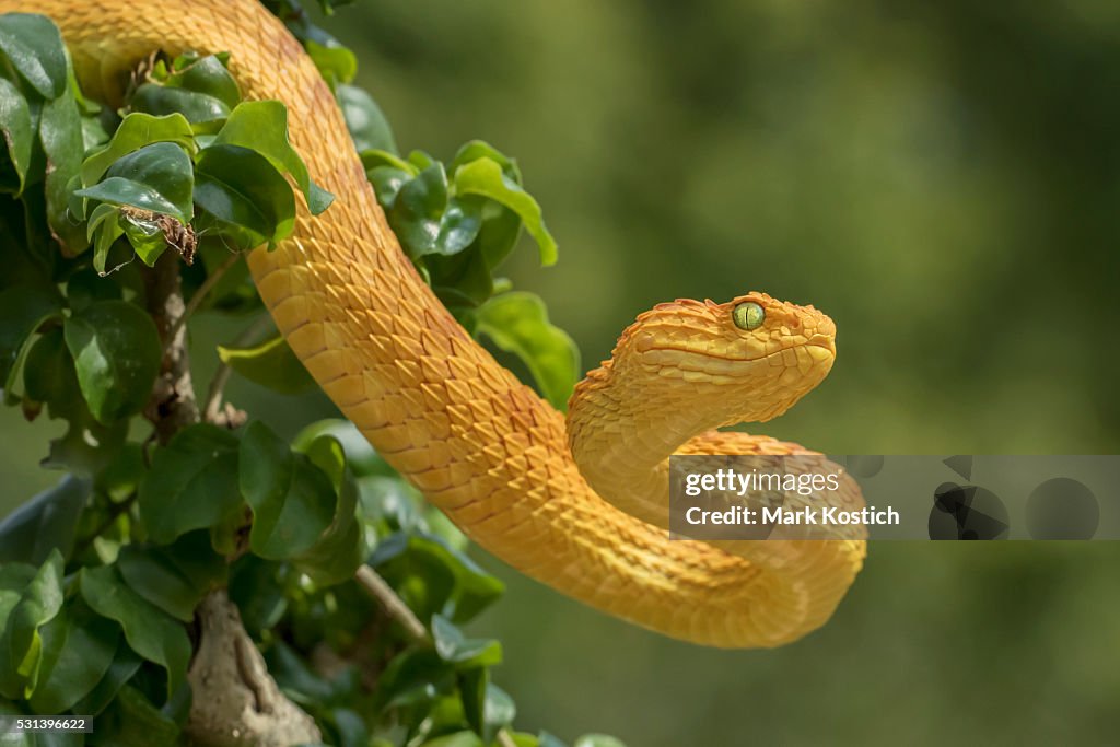 Bush velenosi Vipera serpente fase Arancio