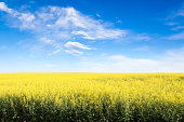 Yellow Field Against Blue Cloudy Sky With Copy Space