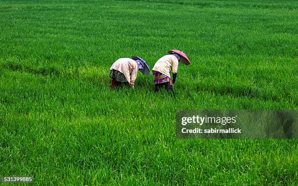 women working in paddy field. - rice paddy stock pictures, royalty-free photos & images