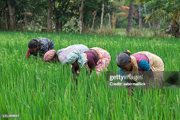 farmer ernten reis, kerala, indien. - kerala food stock-fotos und bilder