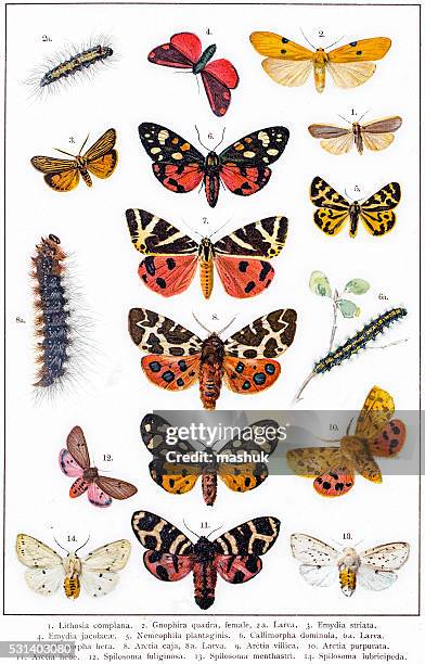 tiger moth and other butterflies - moth stock illustrations