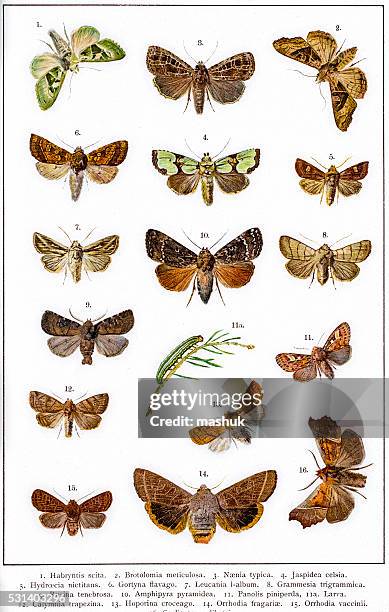 203 Moth Life Cycle Stock Photos High Res Pictures And Images Getty 203-moth-life-cycle-stock-photos-high-res-pictures-and-images-getty