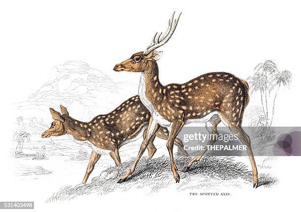 the spotted axis deer engraving 1855 - spotted deer stock illustrations