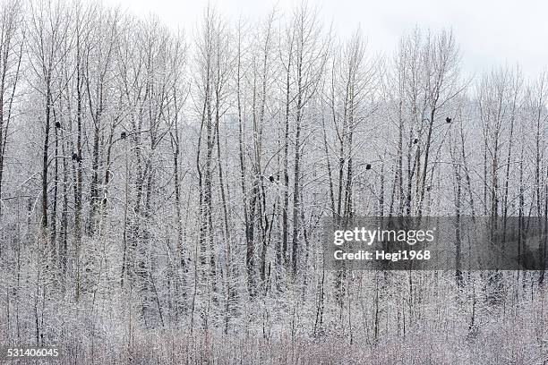 bald eagles - weisskopfseeadler - rio chilkat imagens e fotografias de stock