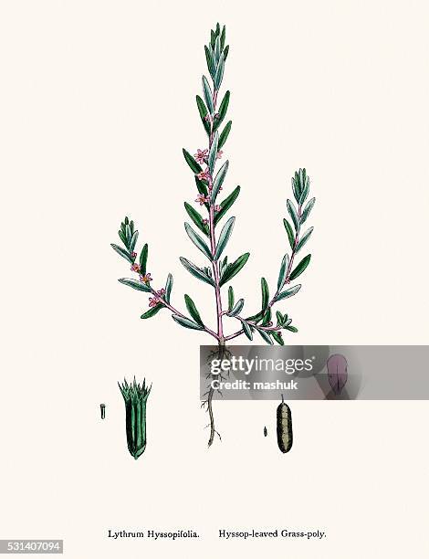 loosestrife used for diarrhea, hemorrhoids and eczema - hemorrhoid treatment stock illustrations