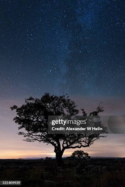 tree and a milky way - yorkshire dales national park stock pictures, royalty-free photos & images