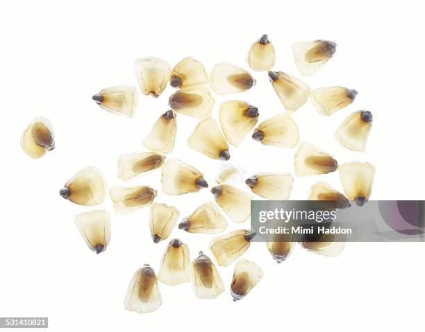 dried corn seeds - chicco di mais foto e immagini stock