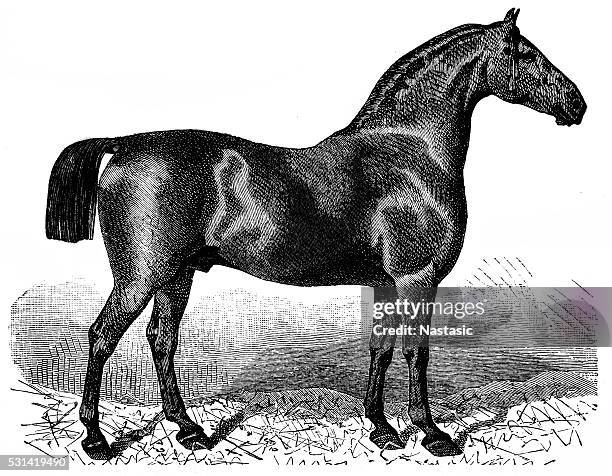 black oldenburg stallion - stallion stock illustrations
