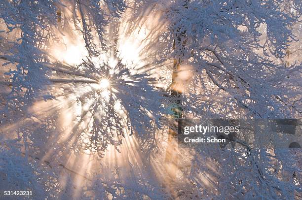 winter sun through the branches - gemengde signalen uitzenden stockfoto's en -beelden
