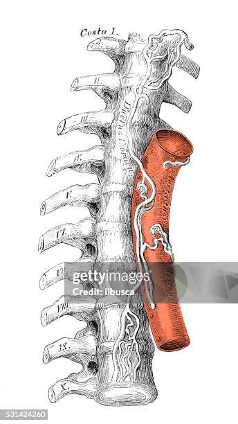 human anatomy scientific illustrations: thoracic duct - lymphatic system vintage stock illustrations