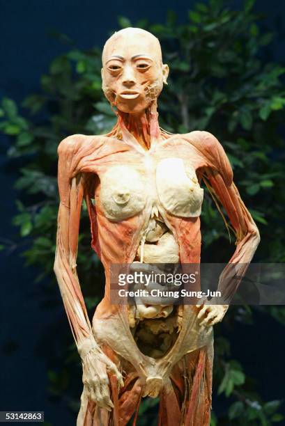 Preserved full-body plastinate appears at the "Mysteries of the Human Body" exhibition on June 24, 2005 in Seoul, South Korea. The exhibition...