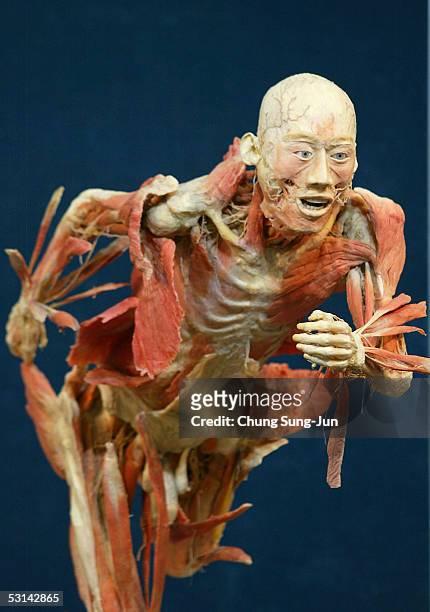 Preserved full-body plastinate appears at the "Mysteries of the Human Body" exhibition on June 24, 2005 in Seoul, South Korea. The exhibition...