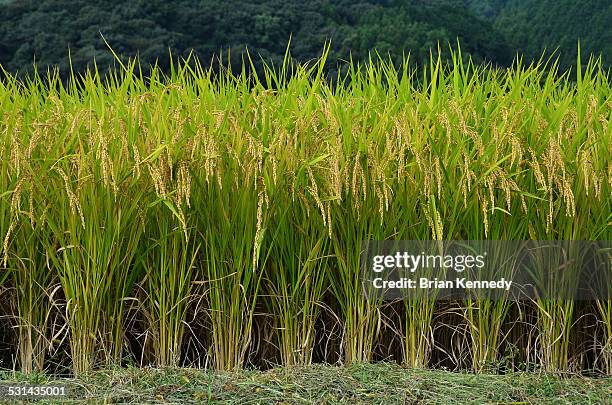 Stalks From Rice 160 Japanese Rice Stalks Stock Photos, High-Res Pictures, and Images ...
