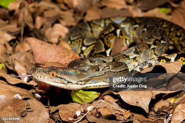 reticulated python - netzpython stock-fotos und bilder