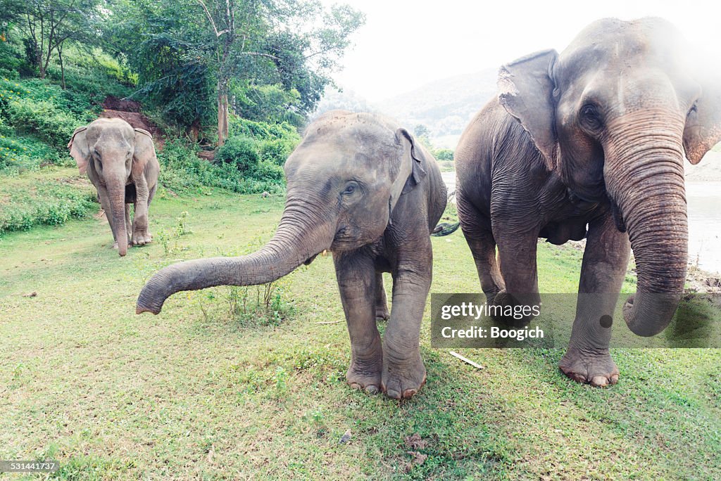 Thailand Elephants Roaming Free in Chiang Mai