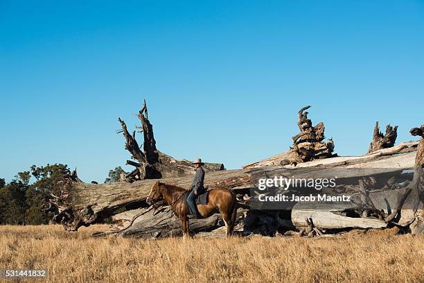 a rancher and his horse near a pile of dead wood - australian light horse stock pictures, royalty-free photos & images