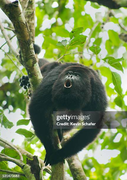 black howler monkey, belize - howler stock pictures, royalty-free photos & images