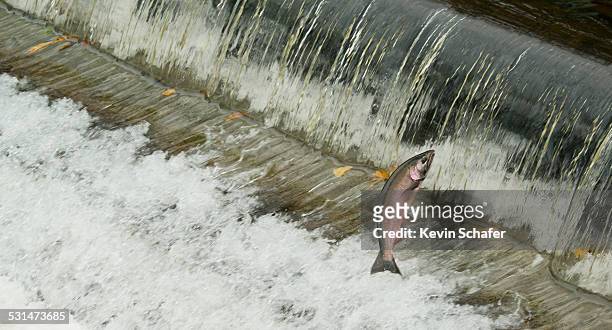coho (silver) salmon jumping - cohozalm stockfoto's en -beelden