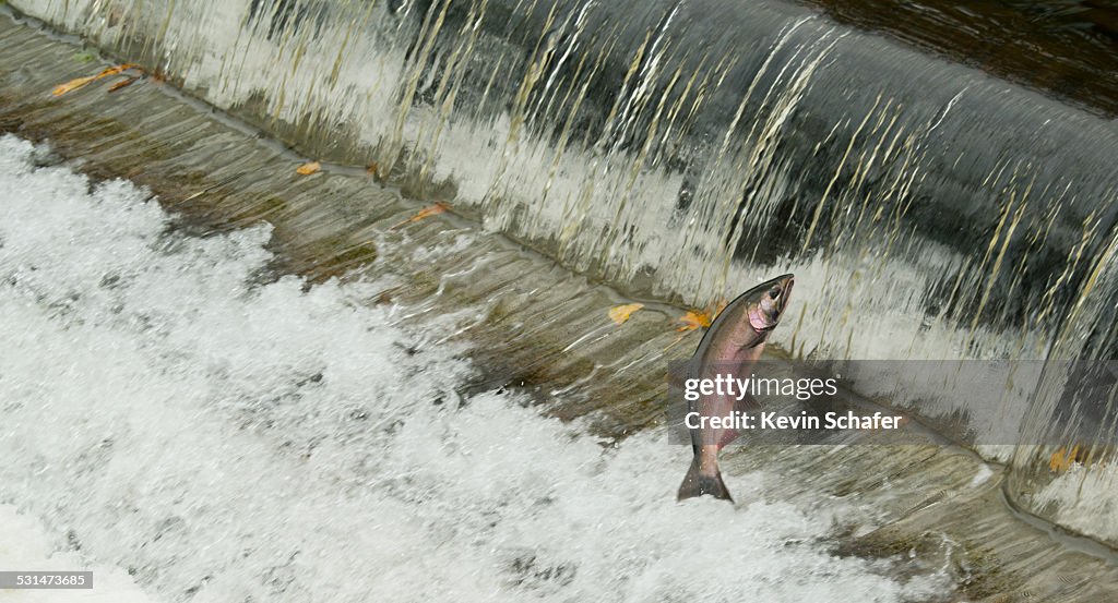 Coho (Silver) Salmon jumping