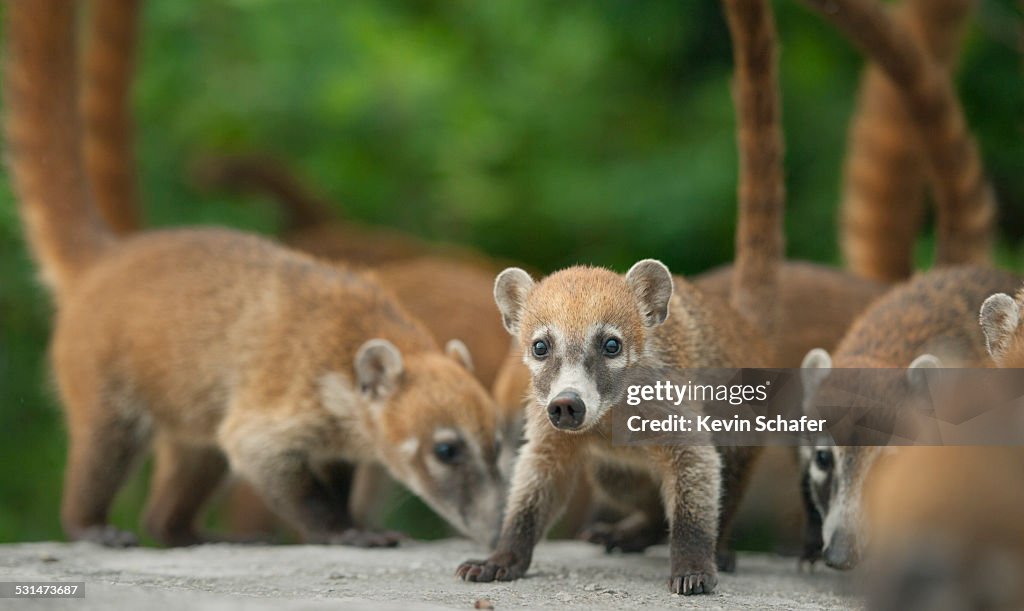 Cozumel Coati (Nasua nelsoni) Mexico