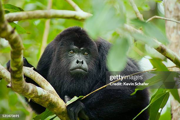 black howler monkey, belize - belize stock pictures, royalty-free photos & images