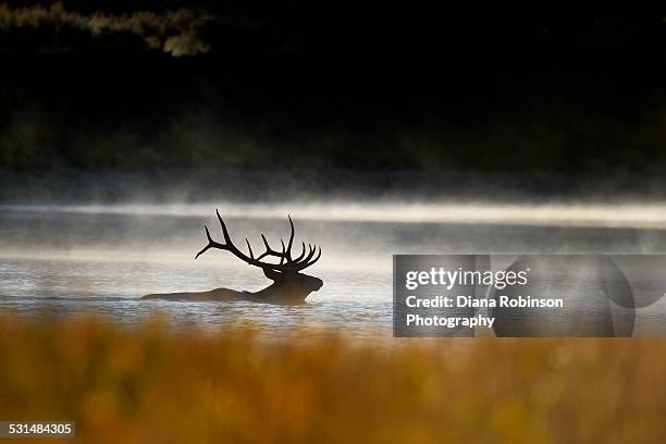 bull elk crossing the snake river - bull snake stock pictures, royalty-free photos & images