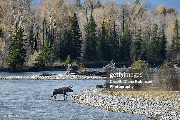 bull moose crossing the snake river - bull snake stockfoto's en -beelden