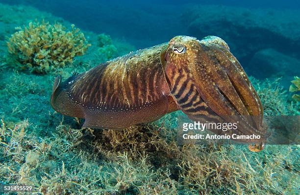 cuttlefish - choco stock-fotos und bilder