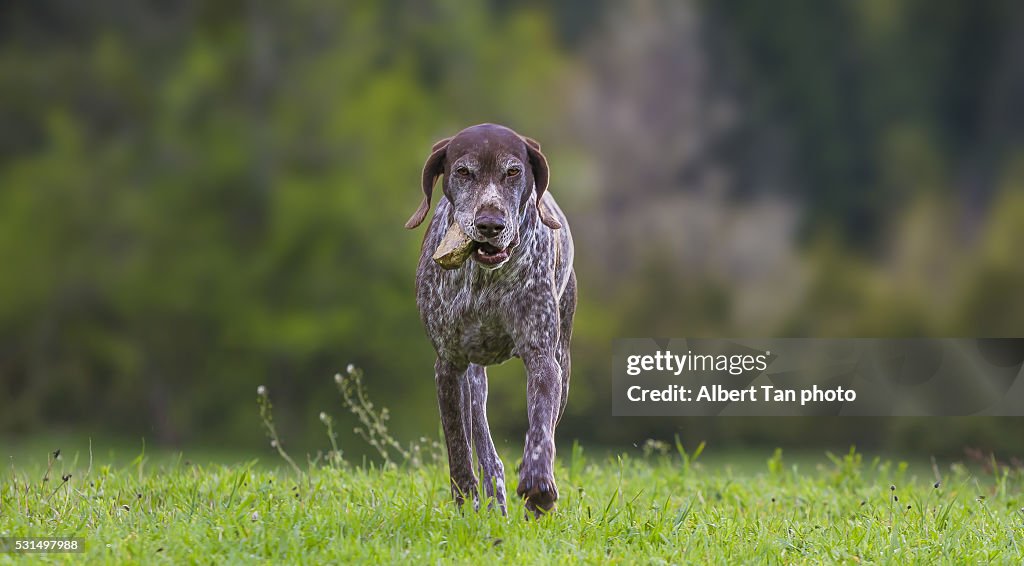 Weimaraner Dog